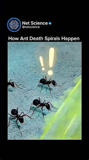 Ant Death Spirals Are Terrifying! 🐜😱