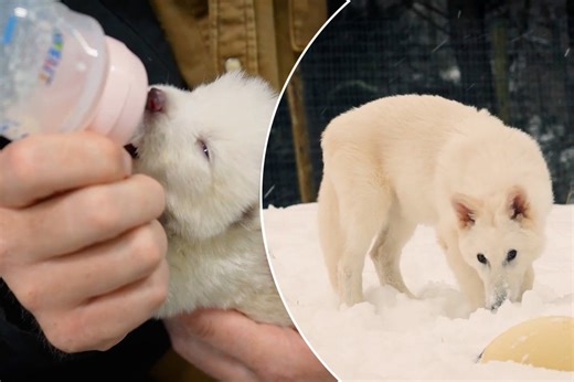Dire wolf pups revived from extinction