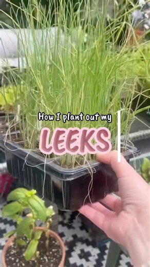 How to grow giant leeks #vegetablegarden #howtogrowleeks #gardening