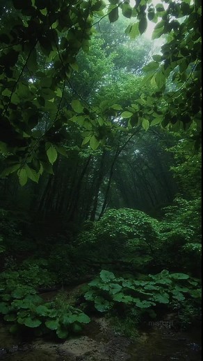 Deep Forest Nature Video Compilation