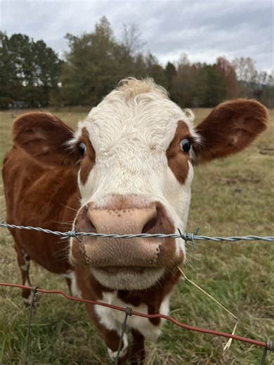 Dairy cow people! Help me out!