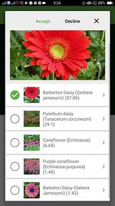 PlantSnap.com identifies a barberton daisy or Gerbera jamesonii, a perennial native to South Africa. | PlantSnap