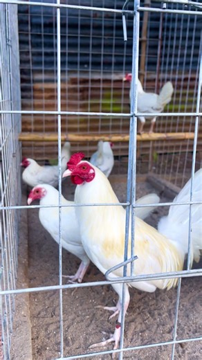 HINDI PO ITO: White Kelso Gamefowl Breeding