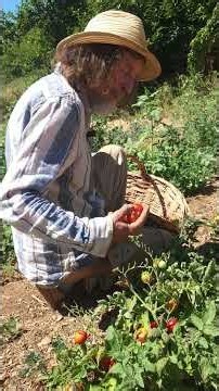What heatwaves are teaching tomatoes! 🌱🔥
