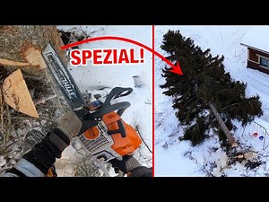 2025 Job 7: This Tree Felling Technique Works Best in Tight Spaces