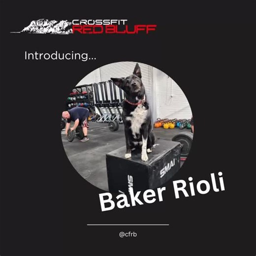 CrossFit Red Bluff on Instagram: "🐾 Meet Baker – One of the Original CrossFit Red Dogs! 🐾 Baker has been part of the CrossFit Red Bluff family for 10 years and is truly the star of the show. There’s never a dull moment when Baker is around! From using kettlebells as pillows to now demonstrating perfect box jump form, Baker proves he’s got fitness and recovery dialed in 💪🐶 💤 Drop a ❤️ for Baker and share your favorite memory with him in the comments! #CrossFitRedBluff #CrossFitRedDogLife #Gy