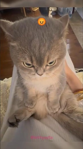 Angry Face Cat Memes in Real Life! 😾😂”#AngryCat #GrumpyCat #FunnyCats