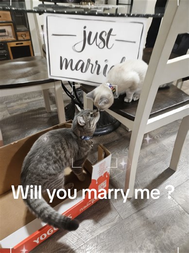 Kitten Marriage: A Purr-fect Celebration