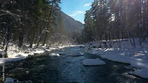 Beautiful snow scene forest in winter. Flying over of river and pine trees covered with snow.