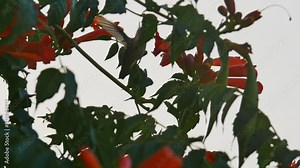 Trumpet vine and hummingbird feeding on its flowers in silhouette