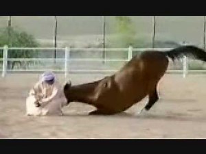 The Loyalty of Arabian Horses Desert Kings