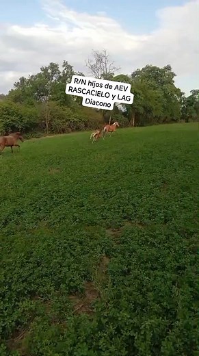 Lain Torres Criadero Lato on Reels