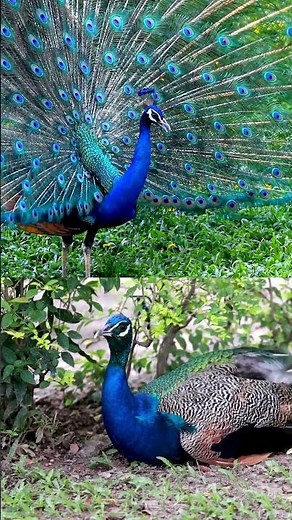 Meet the Peacock! The Most Colorful Bird in Nature 🦚 | Learning for Kids