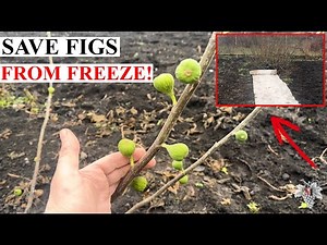 Saving Fig Trees from FREEZE! ❄️✂️ Winter Pruning & Protection Guide