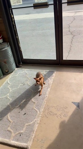 3.1K views · 531 reactions | The first 14 seconds after the store security alarm was turned off and the real security system was activated | Sir Bardsley and Gretchen | Facebook