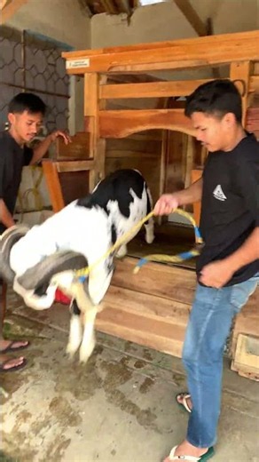 turun kandang