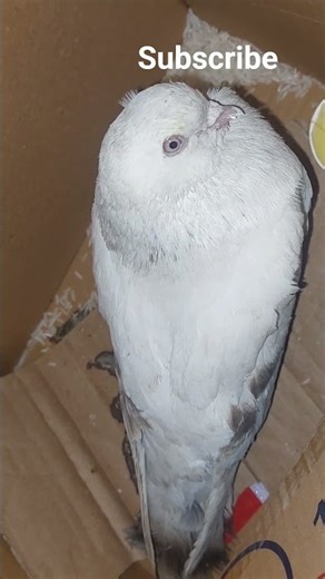 Post bird station 🚉