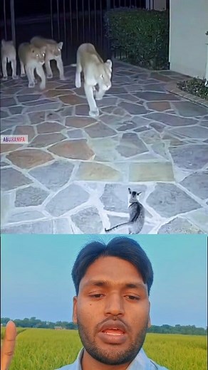 There is some mysterious power in cats that no other animal possesses 😱 #abuhanifa #reels #mysterious #cats #trending | Abu Hanifa