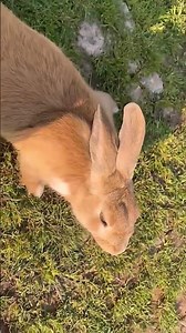 anna's rabbit crying sound