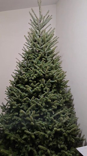 Every November, our family loads up the trailer and drives up north to our secret tree farm— it’s something we’ve done for eight years now, and it officially kicks off our Christmas season. This year’s batch of fresh-cut Balsam Fir trees came home today — still cool from the Northwoods air — and we’re offering them to our neighbors and friends for $75 each, flat rate, 6–8 ft tall. If you’ve never had a real Wisconsin-grown balsam, you’ll notice the difference right away — the scent fills the who