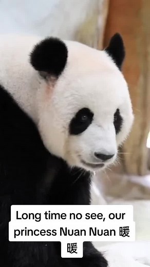 Panda Dream Home on TikTok