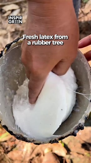 Harvesting Fresh Latex from Rubber Trees