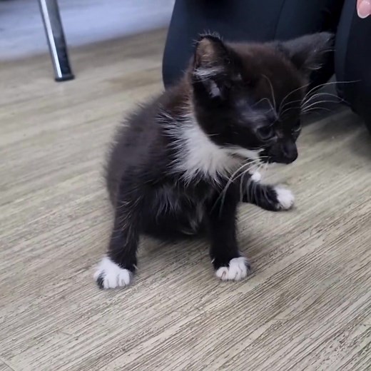 Heartbreaking Intake 😿 Yesterday, two little kittens arrived with us after a kind member of the public found them in a box abandoned in some woodland. Not only were they in a box, but the box was sealed with no air holes! We are heartbroken for what these poor kittens have gone through, and we are just so thankful that they were found in time 🙀 We have called them Abbie and Albert and they are estimated to be around 7 weeks old. When they arrived, they were skinny, dehydrated, covered in urine