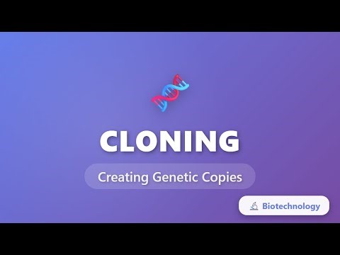 Cloning Explained: Creating Genetic Copies | Biotechnology Basics
