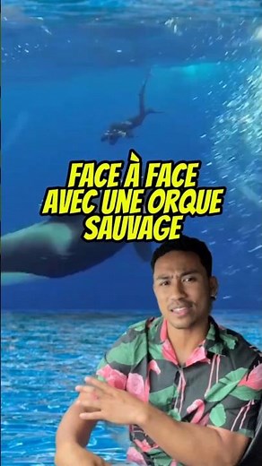 Il nage en apnée… une orque surgit à ses côtés ! 😱