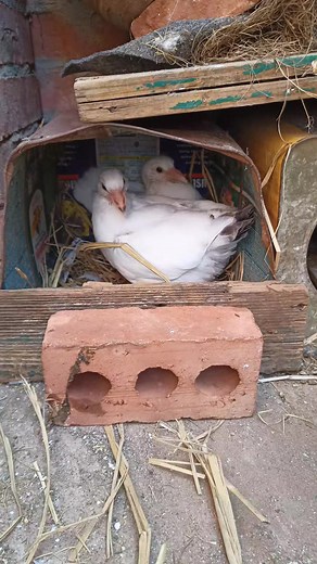 16K views · 3.7K reactions | Pigeon Hoom pypy pigeon نظافة زغليلك دليل علا اهتمامك #الغاوي #pigeon | Soliman Riad | Facebook