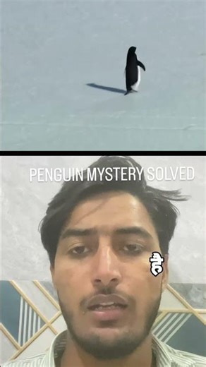 penguin mystery 😂 #funnymemes #funny #penguin #desicomedy #standup