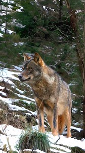 Iberian Wolf 🐺 The Fearsome Guardian of the Peninsula! | 1 Minute Animals Roaming the Iberian Peninsula's wild landscapes, the Iberian Wolf stands as a fierce and majestic guardian. #IberianWolf #PeninsulaGuardian #WildlifeWonders #WolfConservation #PredatorProwess | 1 Minute Animals