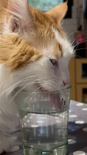 Miaou miaou chat trop mignon et drôle qui boi ou lape dans un verre ASMR #chatdrole #funnycats #cat