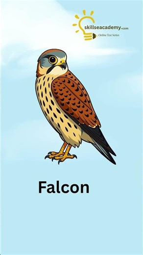Learn Wild Bird Names | Beautiful and Colorful Wild Birds for Kids
