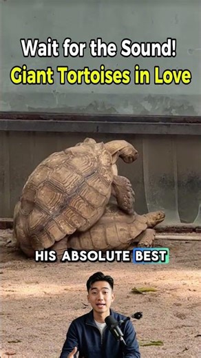Wait for the Sound! Giant Tortoises in Love 🐢😂🔊 #FunnyAnimals #natureza