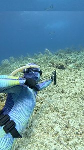 1.8M views · 11K reactions | Spearfishing With A Compound Bow #spearfishing #fishing #hunting | Nick Bailey Spearfishing | Facebook