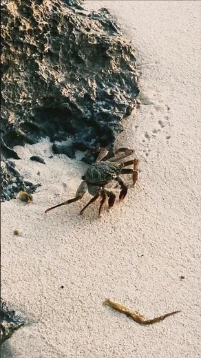 Amazing Crab Walking on Beach 🦀 | Incredible Nature Moment #shorts #viral #wildlife #reels #short