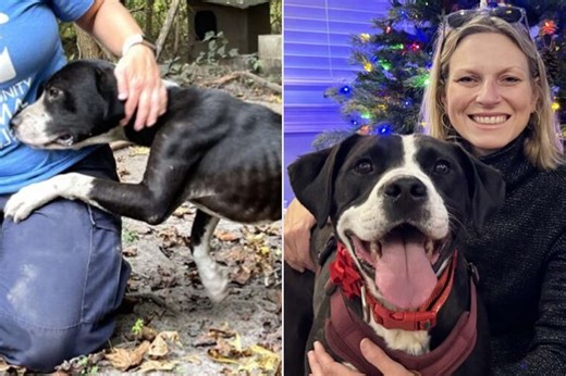 Dog Left Chained Outside for 4 Years Spends His First Holiday Season in a Loving Home