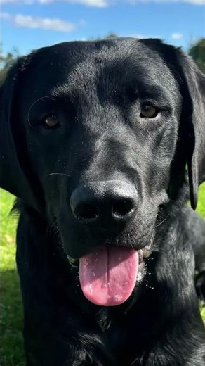 Say hello to K9 Advanced Dog Training. ✨