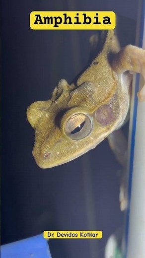 Amphibious | Amphibia | Frogs and Toads | Phylum Vertebrata | Kingdom Animalia