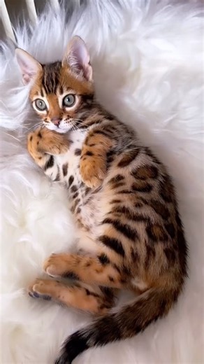 The Most Beautiful Bengal Cats on the Internet 🐆✨ #pets #heartwarming
