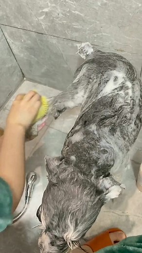 #ad #blackfriday #2024 #tiktokshopholidaydeals #silicone #brush #petbrush #pet #dog #cat #goodthing #foryou #fyp #tiktokshop #tiktokshopping #shop