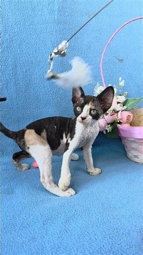 Dulcinea Devon Rex Black Tortie Female