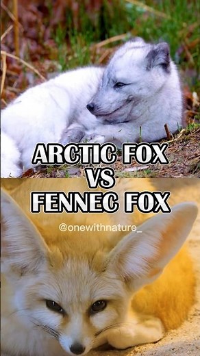 Arctic Fox vs. Fennec Fox #shorts #animal #fox