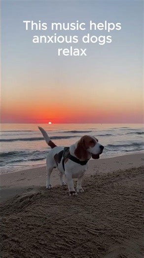 This music helps anxious dogs relax