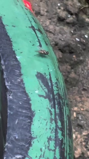 Edcerss | Laser fly zapper | handmade | Instagram