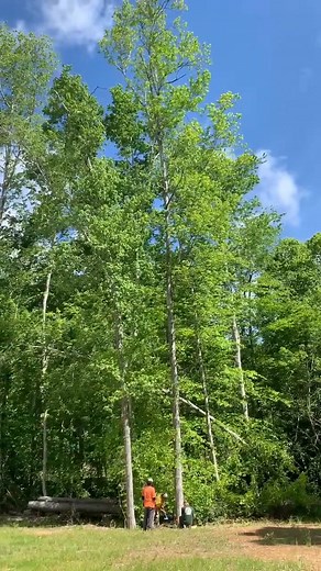 Fun fact! A 1 inch wedge will move the top, 4 feet!! #treefelling #treestuff #funfacts #work #backleaner #wedges | June Bug | Facebook