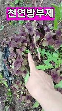 A natural "detoxifier"—a valuable crop that provides a lifetime of sustenance once planted!