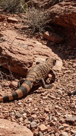 Gila Monster vs Greater Roadrunner Explosive Sonoran Desert Ravine Encounter#WildlifeAction #8KHDR