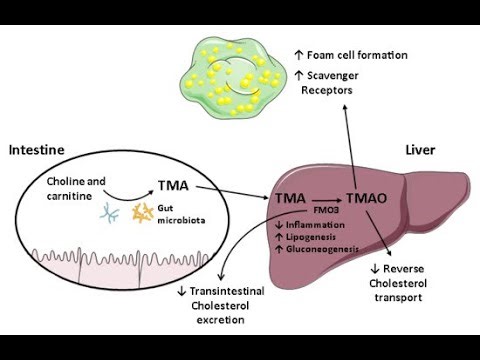 What did my FMO3 results reveal?